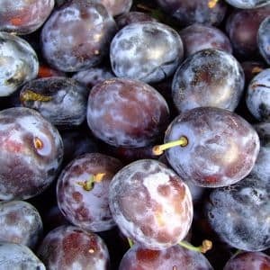 Zwetschken und Verwandte