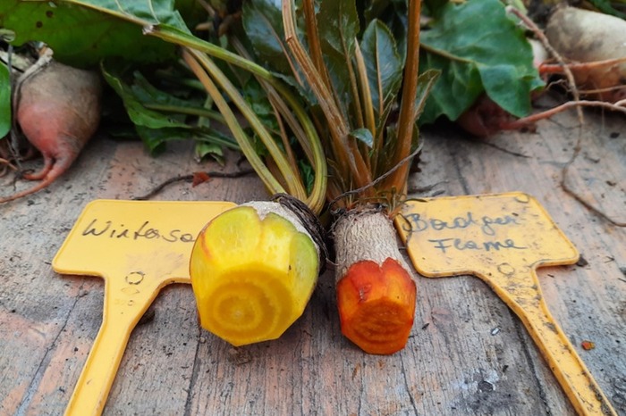 Rübensorten ’Wintersonne‘ und ’Badger Flame‘