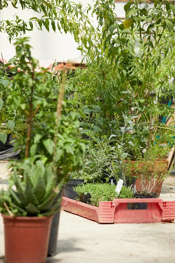 Bäume und Sträucher