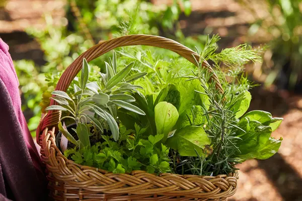 Gewürze, Tee- und Heilpflanzen