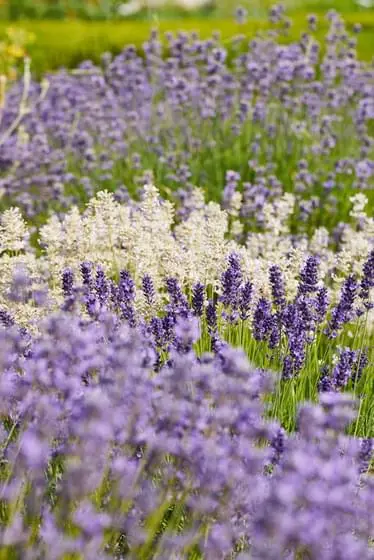 Zierpflanzen und (essbare) Wildpflanzen